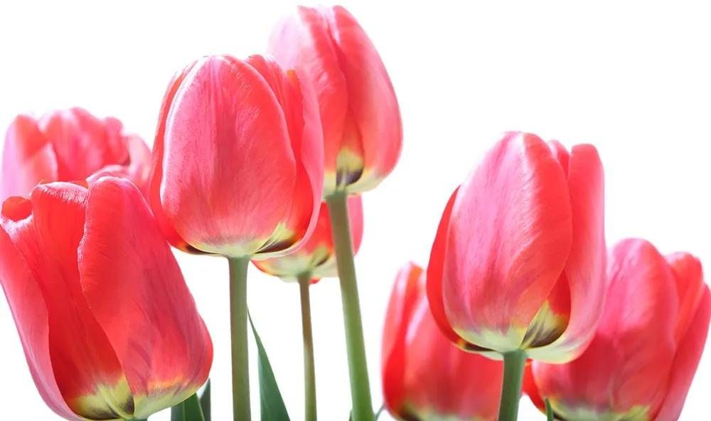 Fototapeta červené poľné tulipány