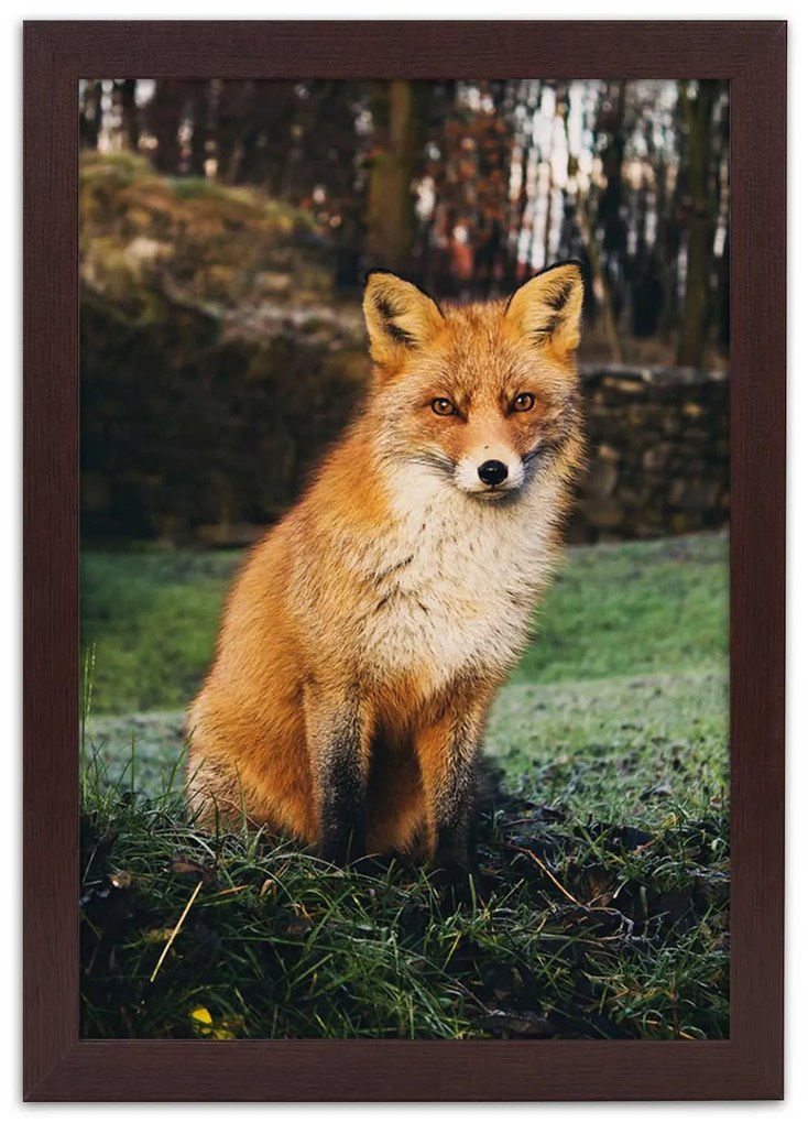 Gario Plagát Líška v lese Farba rámu: Bez rámu, Rozmery: 30 x 45 cm