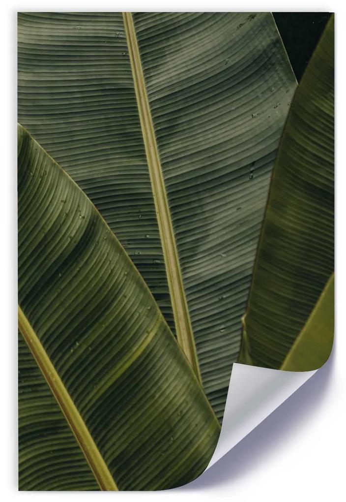 Gario Plagát Detail banánových listov Farba rámu: Bez rámu, Rozmery: 30 x 45 cm