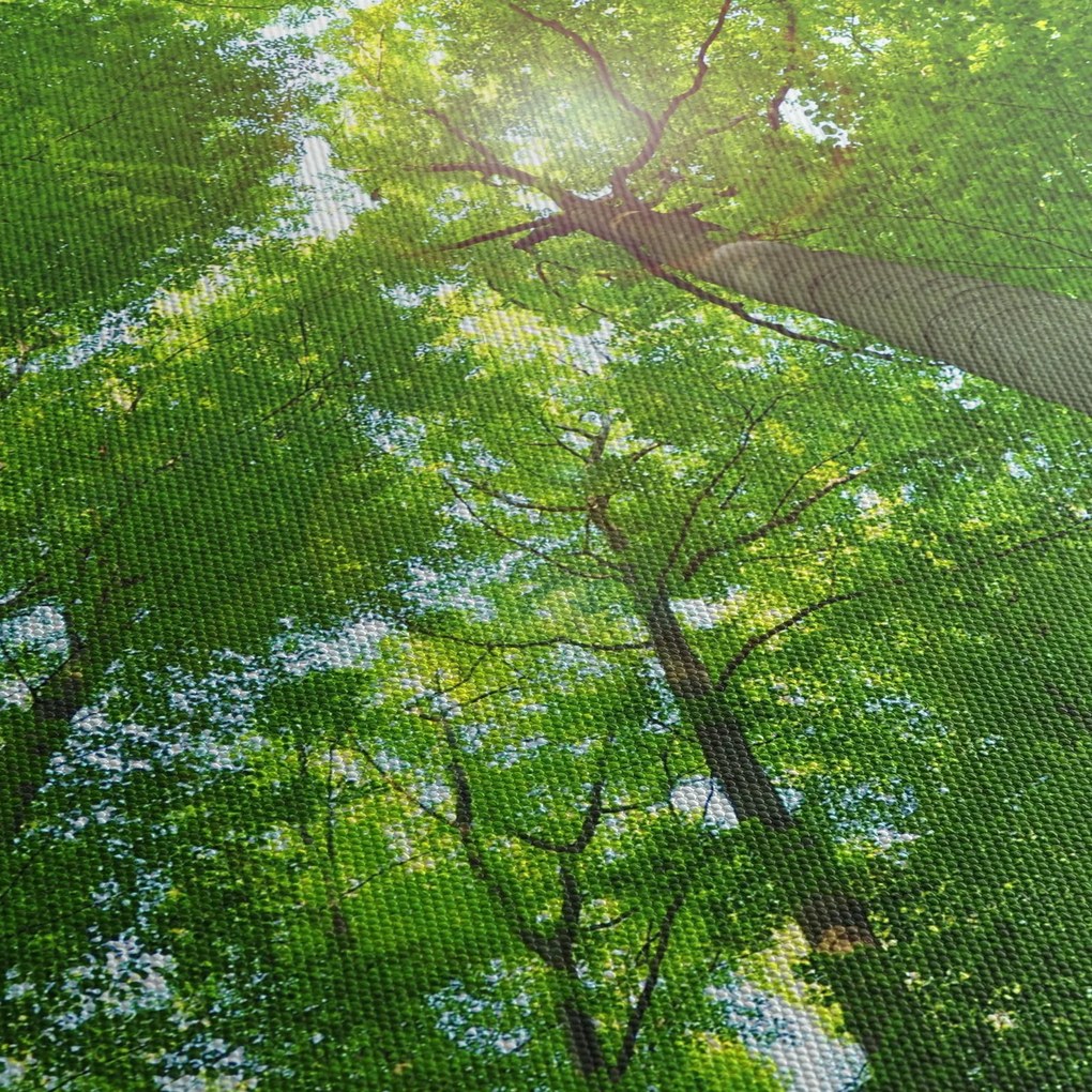 Obraz - Les (90x60 cm)
