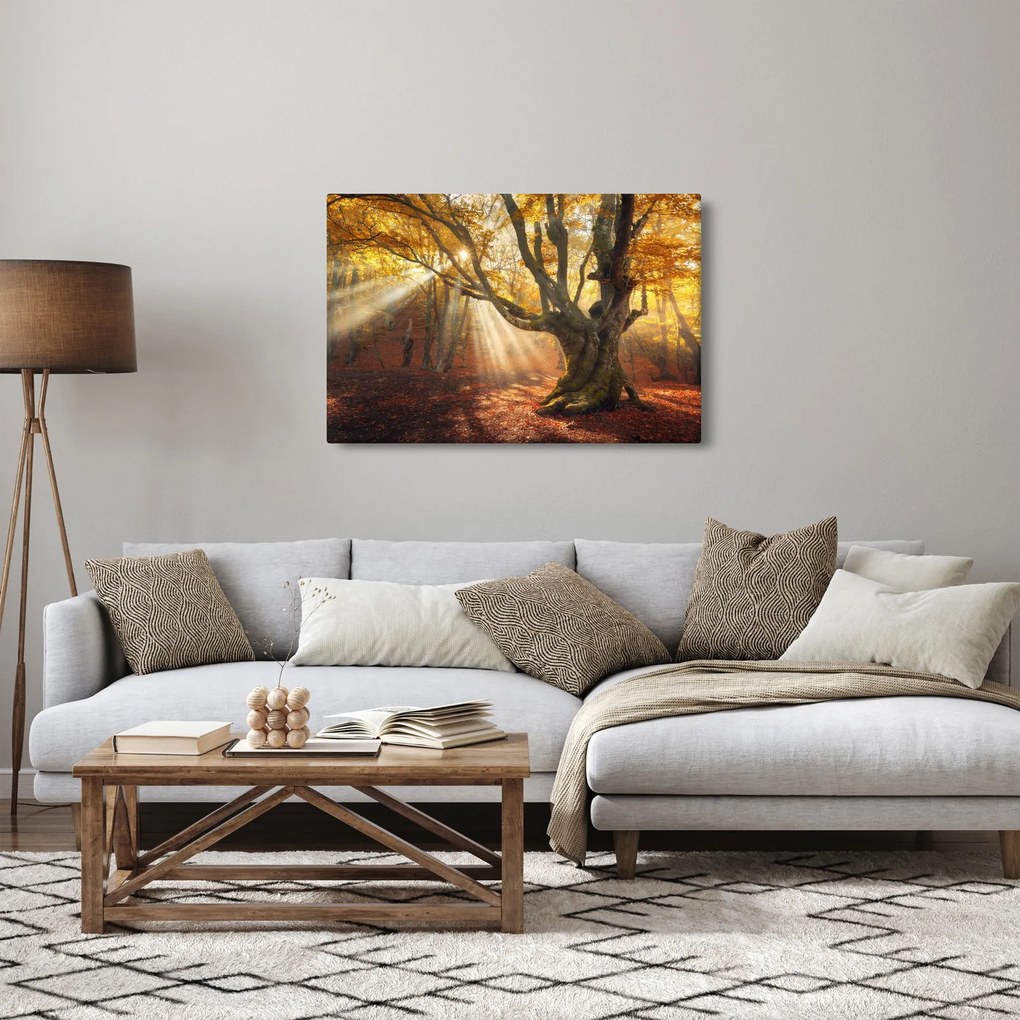 Obraz - Jesenný svit (90x60 cm)
