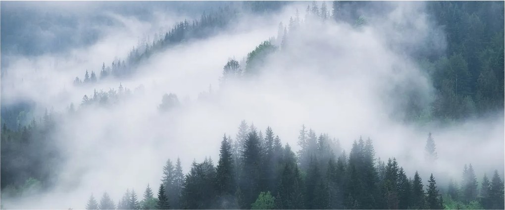 Obraz - Stromy v hmle (120x50 cm)