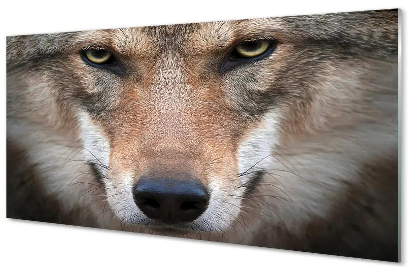 Sklenený obraz wolf Eyes 100x50 cm