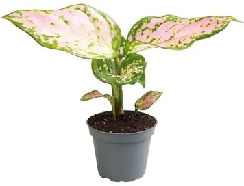 Aglaonema Red Valentine 6x12 cm