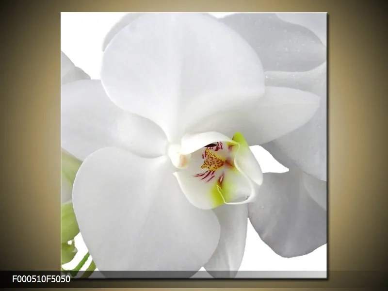 Obraz na plátne Biela orchidea 2, Štvorec 50x50cm 33.68 €