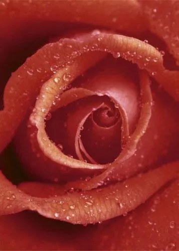 Fototapety, rozmer 183 x 254 cm, ruže, W+G 368