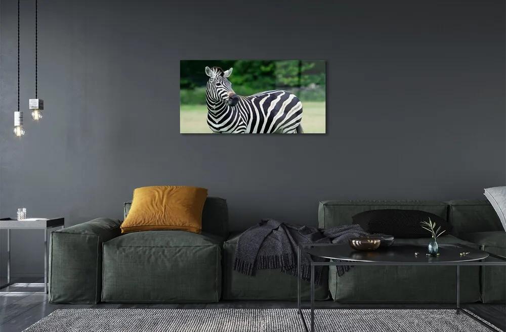 Sklenený obraz Zebra box 125x50 cm