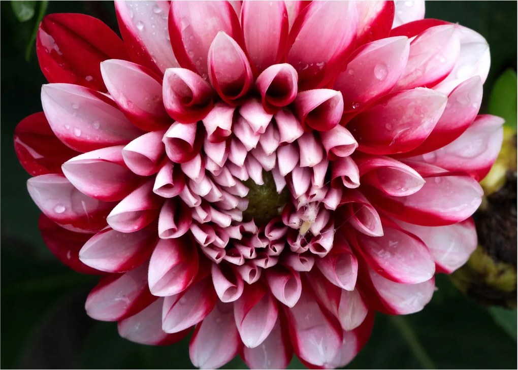 Obraz ružovej Dahlie (70x50 cm)