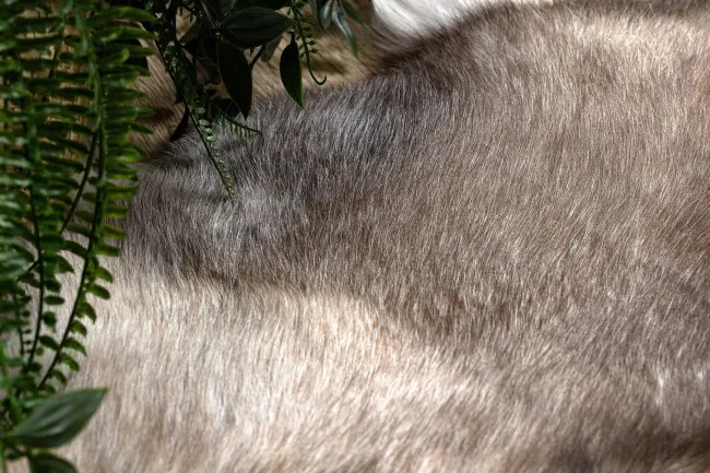 Koberec RENIFER POK014 hnedý / sivý