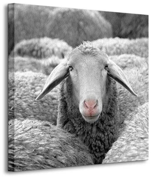Art Group Obraz na plátne Zvedavá ovca Cs- Photo 40x40cm | BIANO