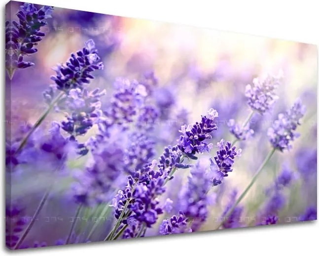 Obraz na stenu KVETY KV070E11 - 20x30 cm