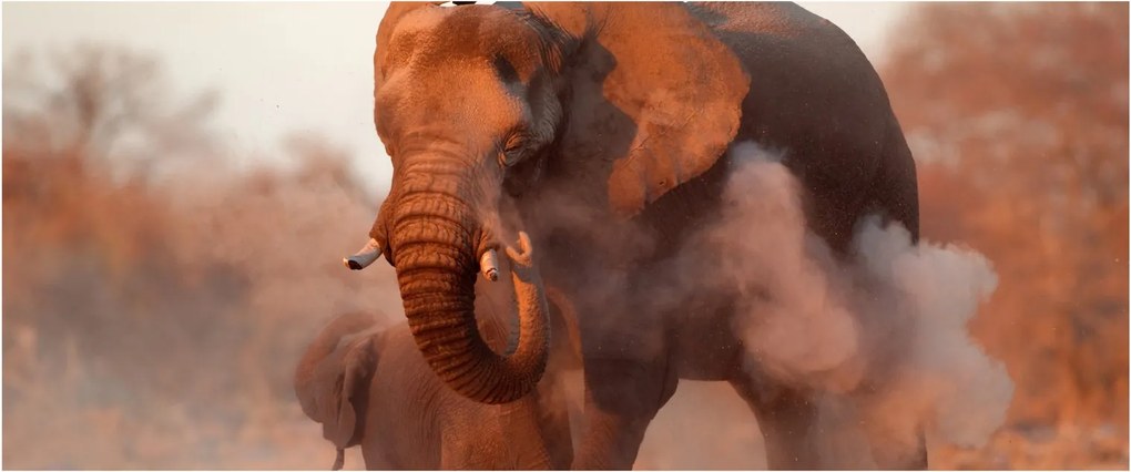 Obraz - Veľký slon africký (120x50 cm)