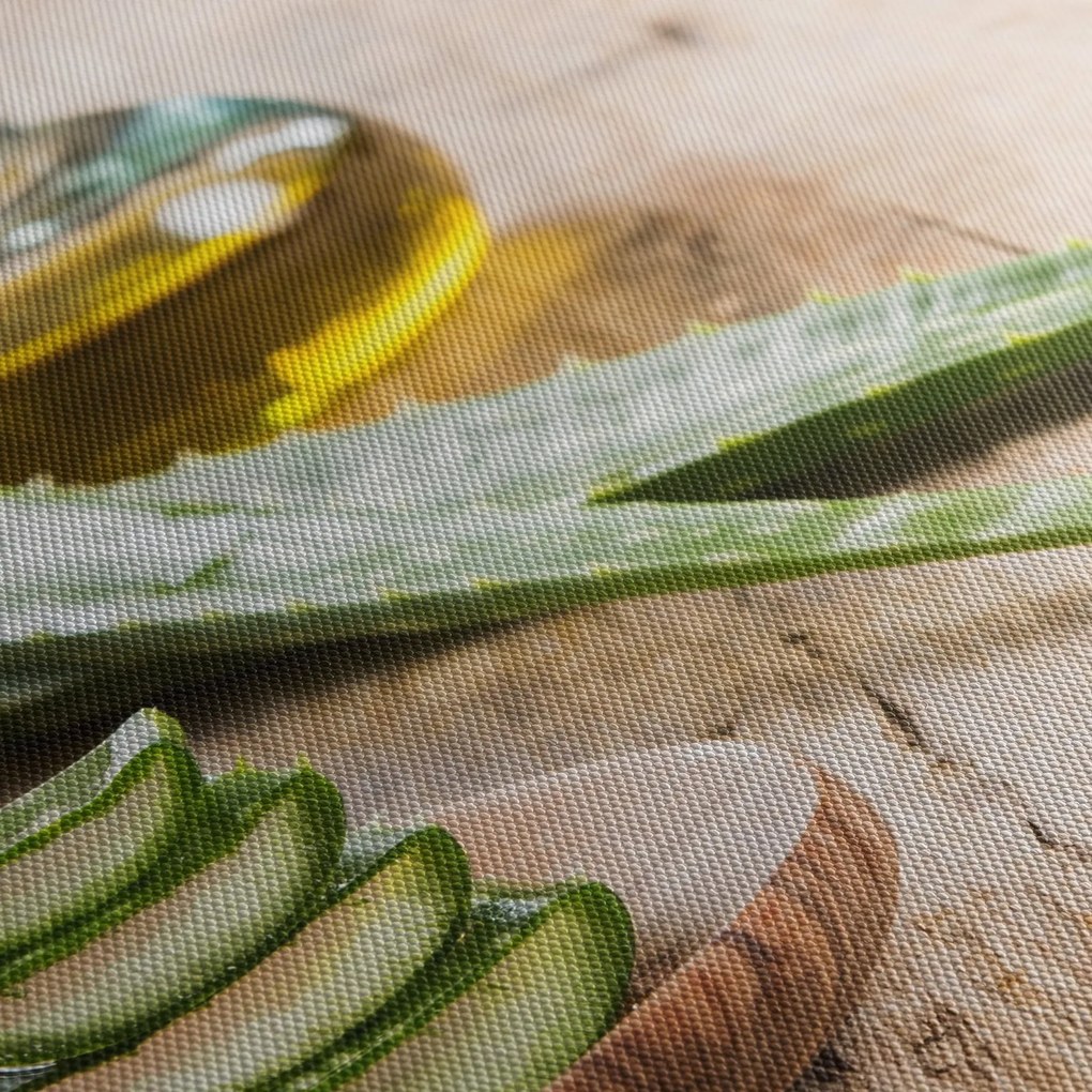 Obraz - Aloe vera (120x50 cm)