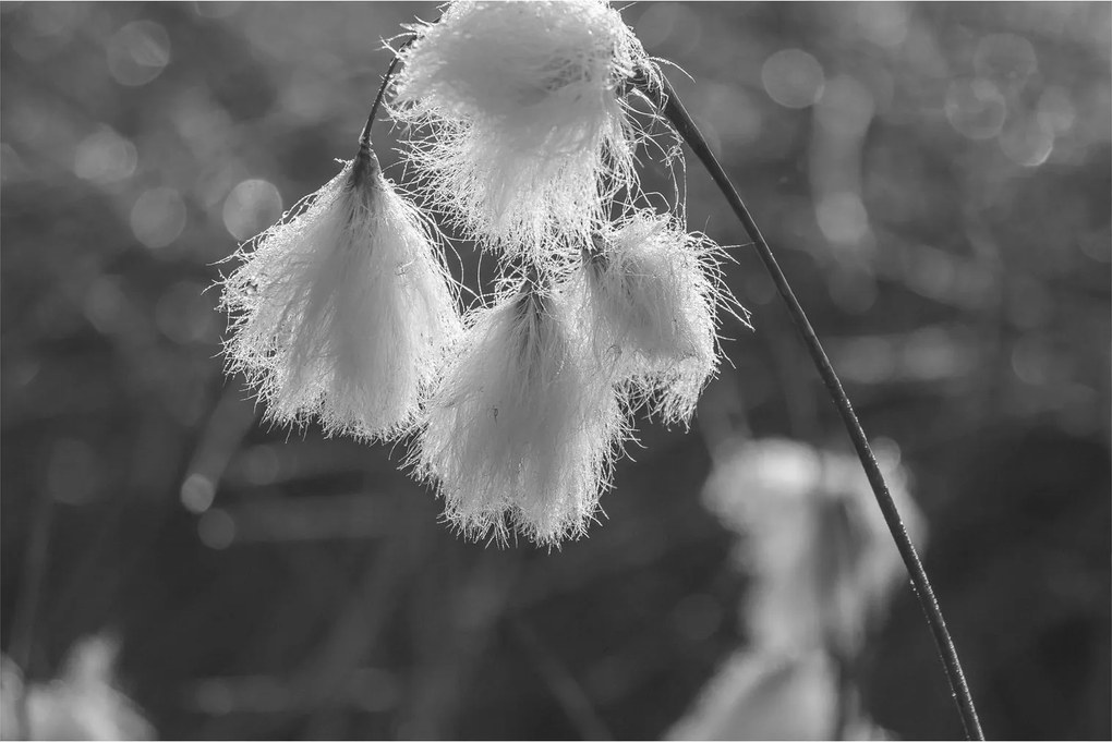 Obraz - Cottongrass (90x60 cm)