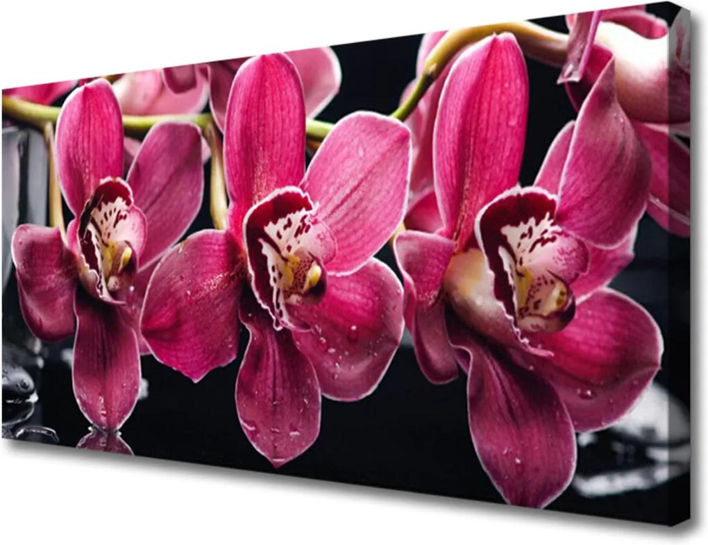 Obraz Canvas Květiny orchideje  výhonky příroda