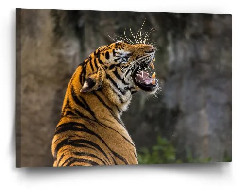 Sablio Obraz Revúci tiger - 60x40 cm