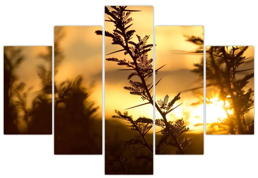 Obraz - Slnko zapadajúce za stromami (150x105 cm)