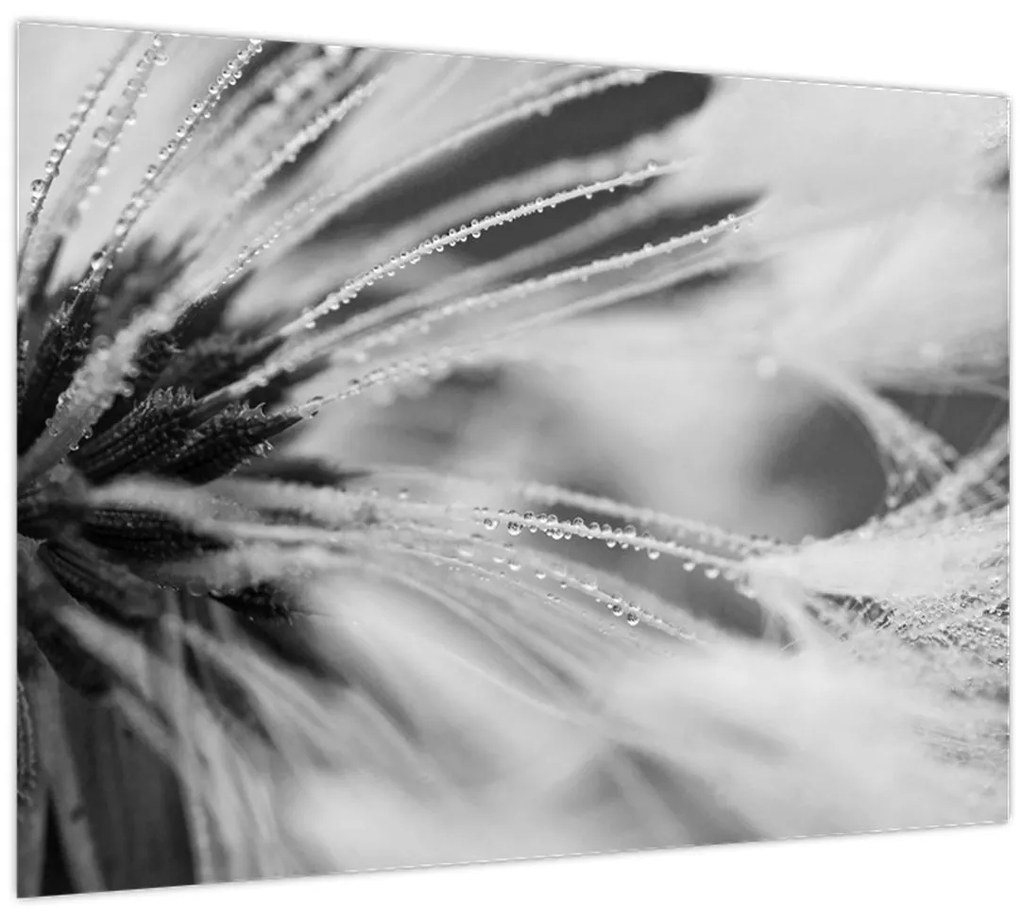 Obraz - Makro, čiernobiela (70x50 cm)