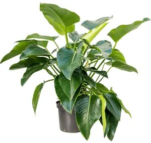 Philodendron "Green beauty" Bush 32x110 cm