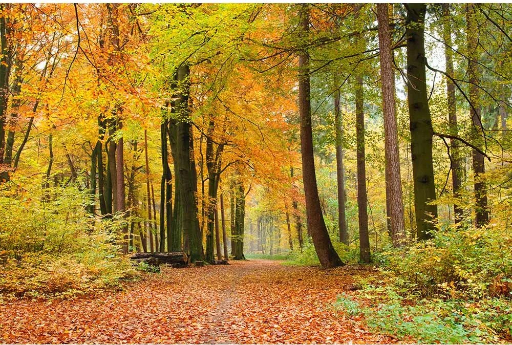 Dimex SK Fototapeta Jesenný les 3 rôzne rozmery S - š-150 x v-250 cm