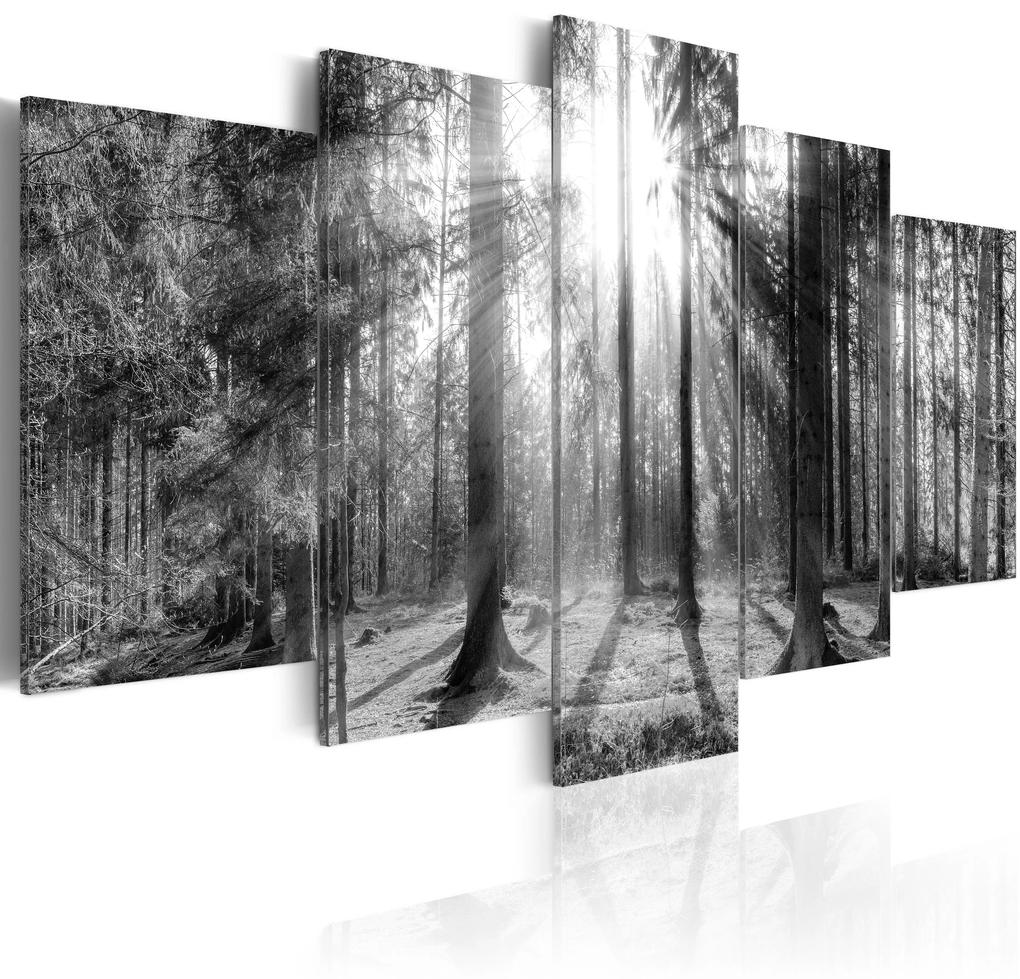 Artgeist Obraz - Forest of Memories Veľkosť: 100x50, Verzia: Na talianskom plátne