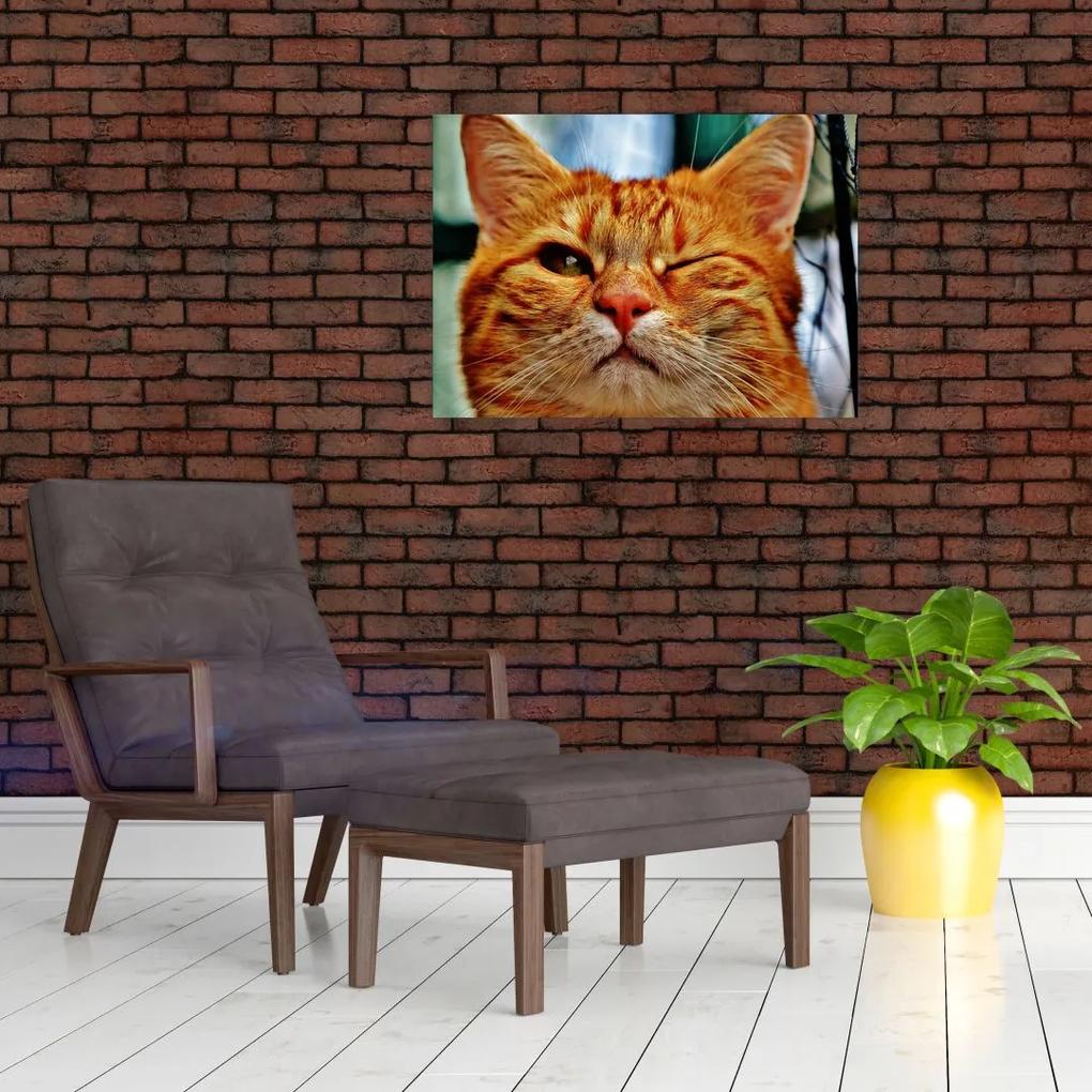 Sklenený obraz žmurkajúce mačky (70x50 cm)