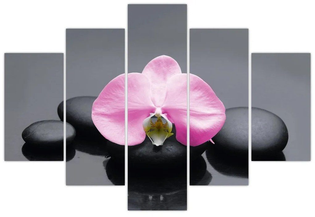 Kvet orchidey - obraz
