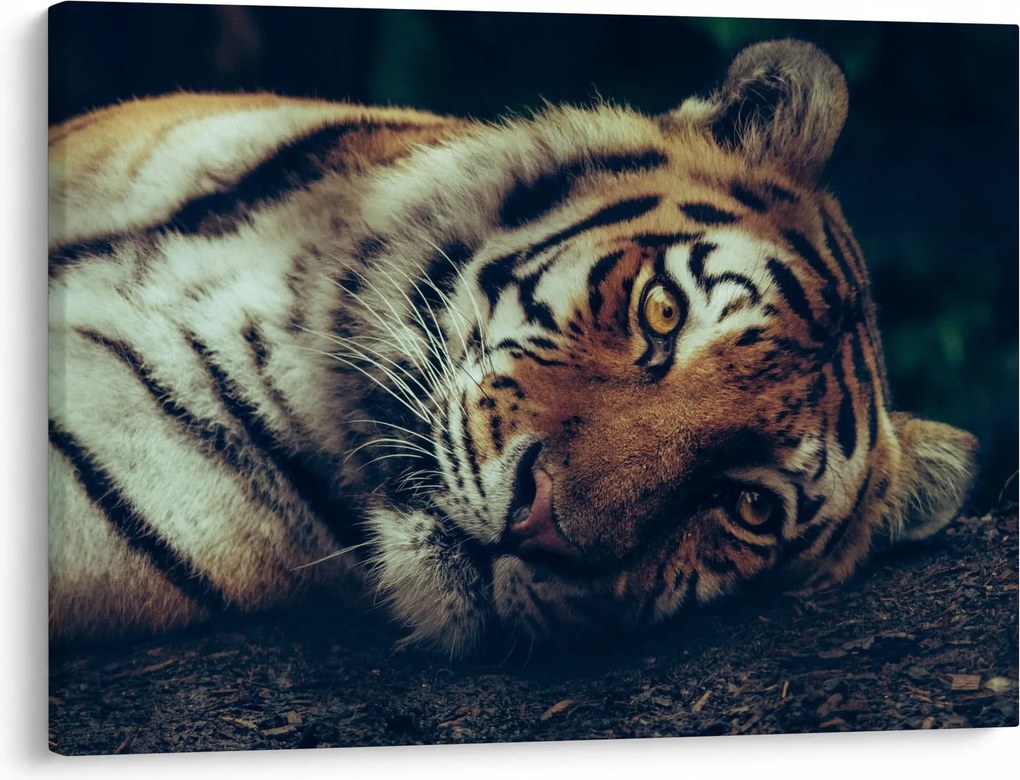 Obraz - Tiger Sibírsky (70x50 cm)