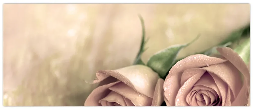 Obraz - Jemné ruže (120x50 cm)