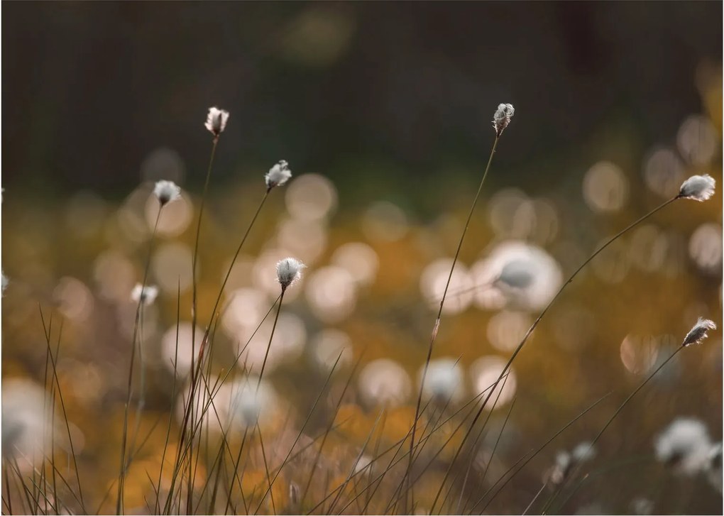 Obraz - Lúka s cottongrass N⁰2 (70x50 cm)