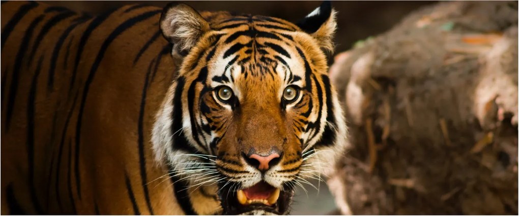 Obraz tigra (120x50 cm)