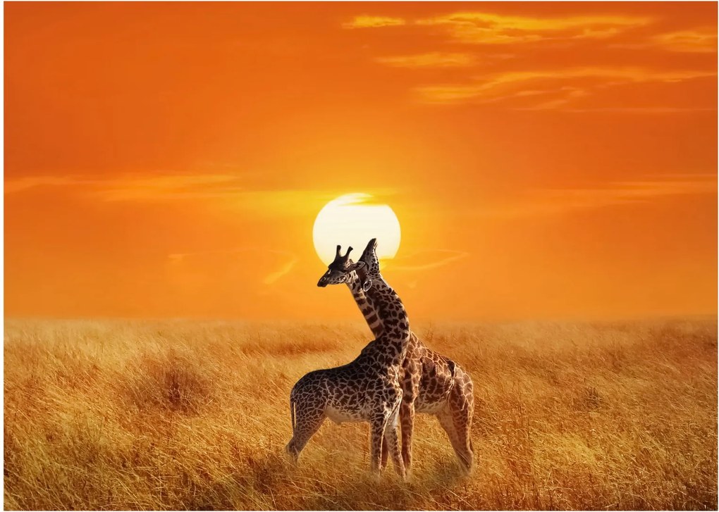 Sklenený obraz - Žirafy v národnom parku Serengeti (70x50 cm)