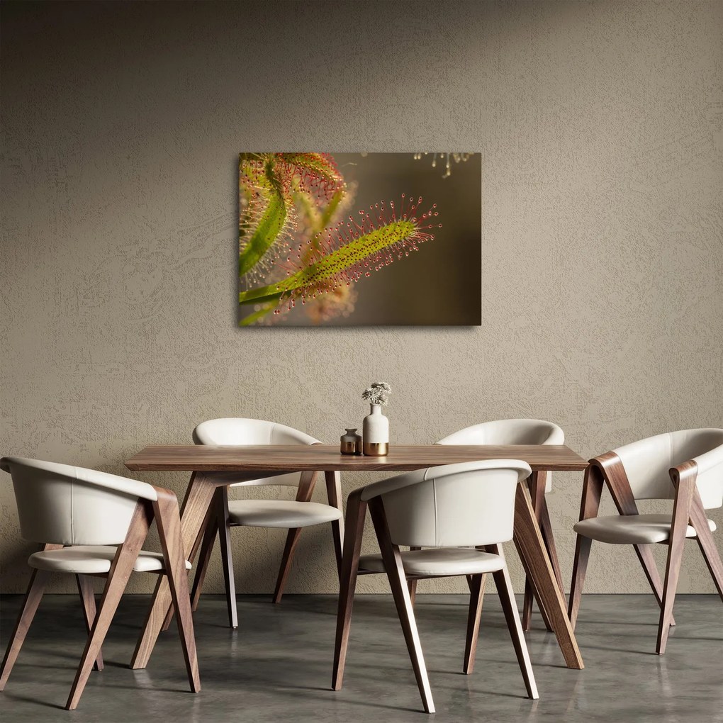 Obraz rastliny (70x50 cm)
