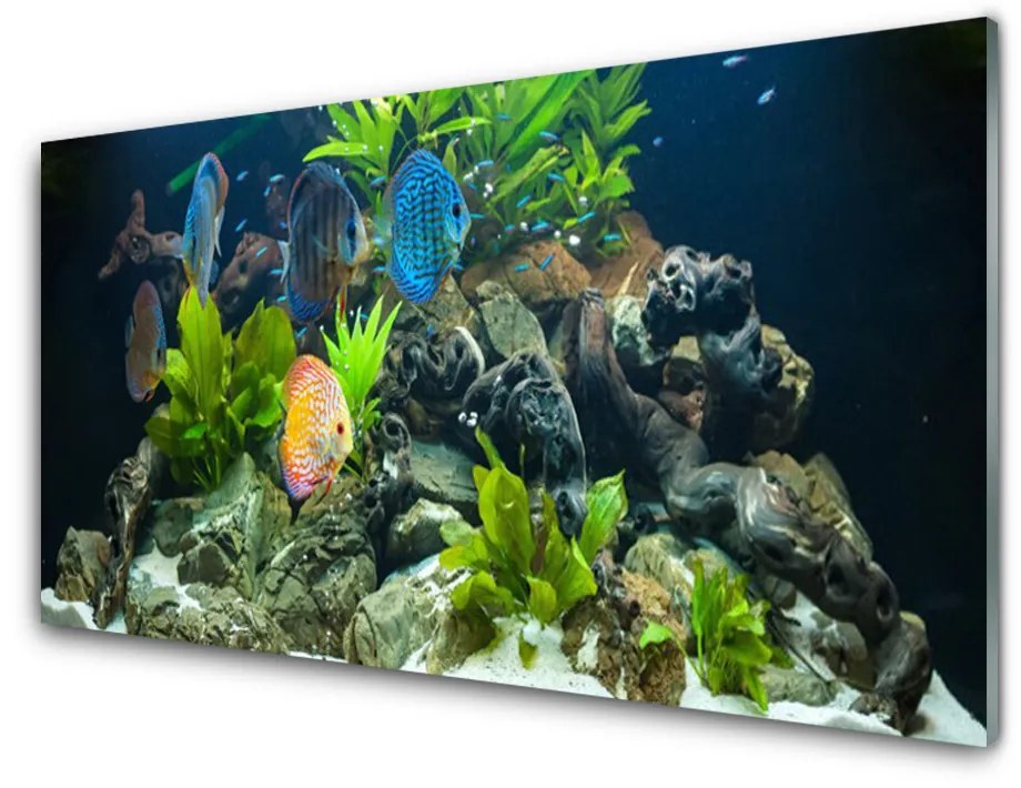 Obraz plexi Ryba kamene listy príroda 100x50 cm
