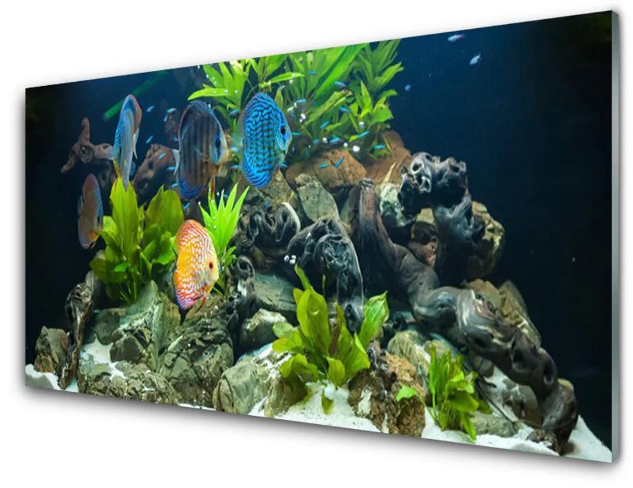 Obraz plexi Ryba kamene listy príroda 140x70 cm