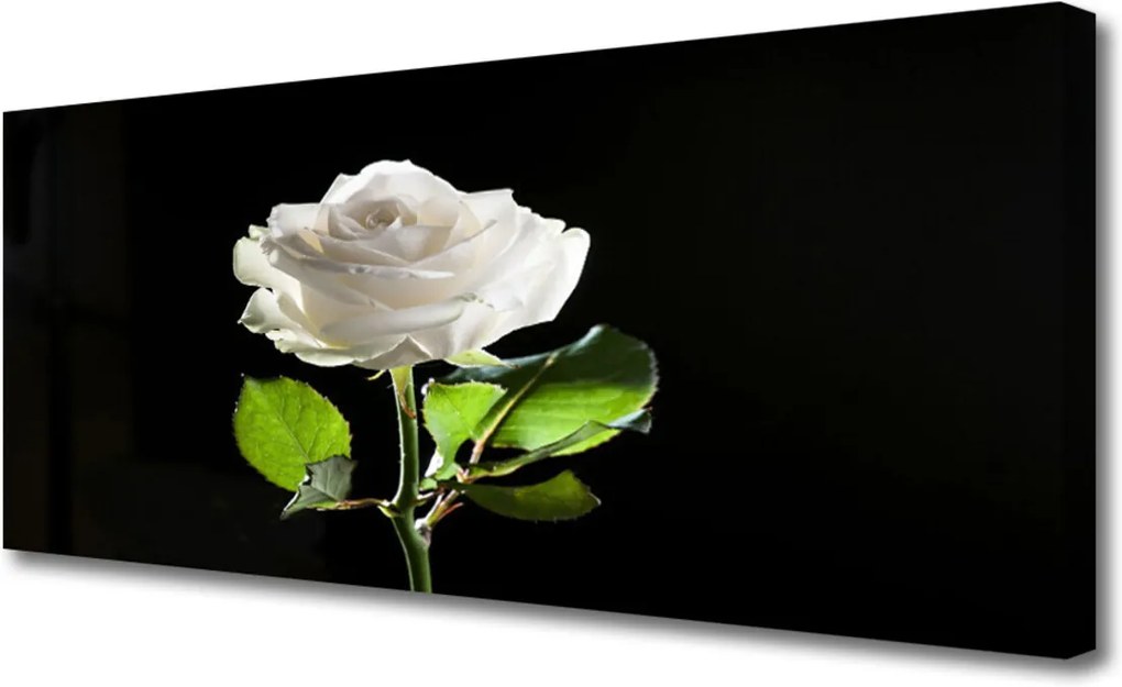 Obraz Canvas Ruže Kvet Rastlina