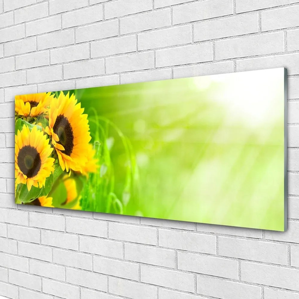 Obraz na akrylátovom skle Slnečnicami rastlina 125x50 cm