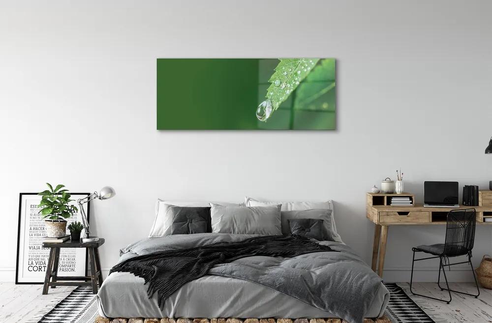 Obraz plexi Kvapka vody lístia 120x60 cm