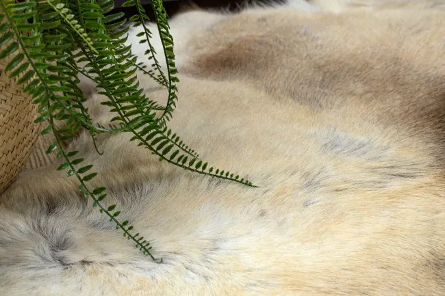 Koberec RENIFER POK016 hnedý / béžový