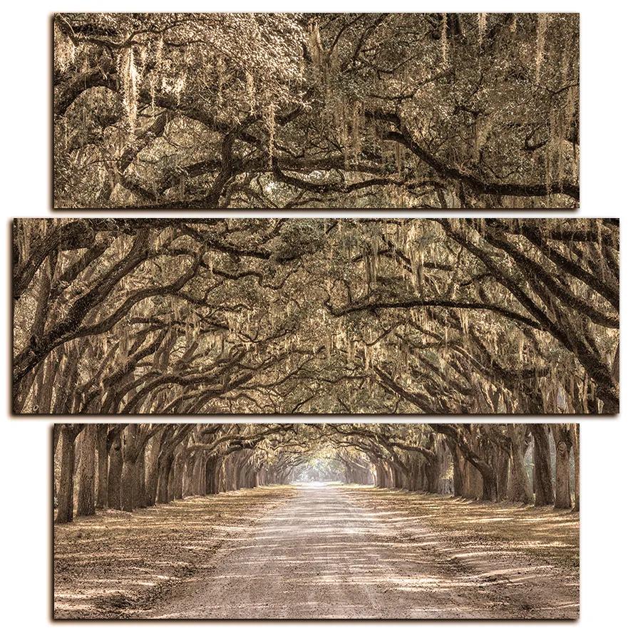 Obraz na plátne - Historické dubové stromy lemované poľnou cestou - štvorec 3239FD (75x75 cm)
