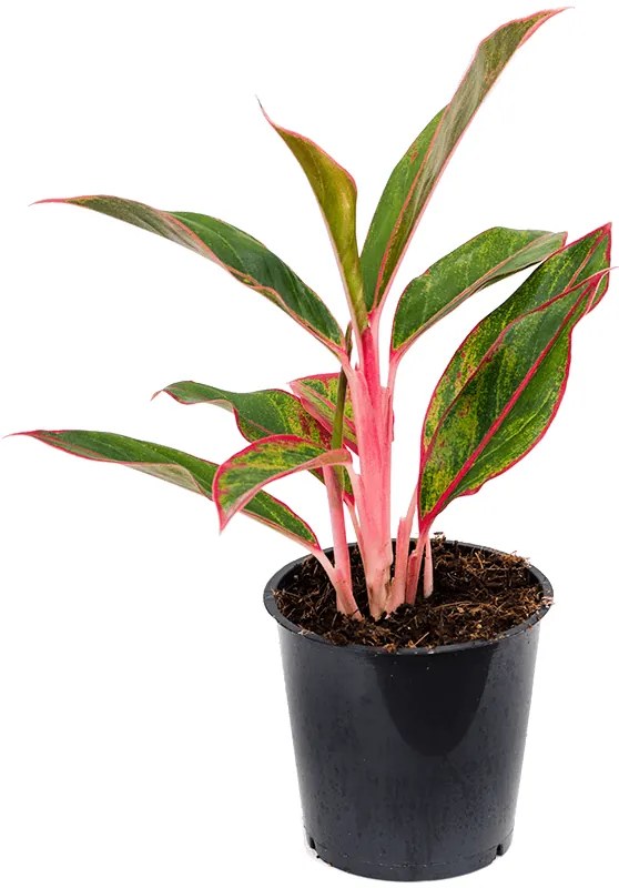 Aglaonema Jungle Red 12x35 cm