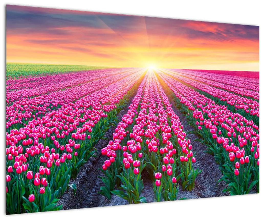 Obraz poľa tulipánov so slnkom (90x60 cm)