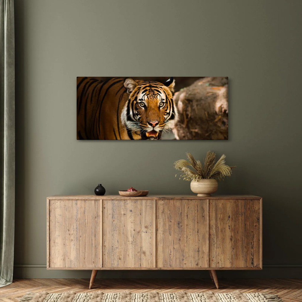 Obraz tigra (120x50 cm)