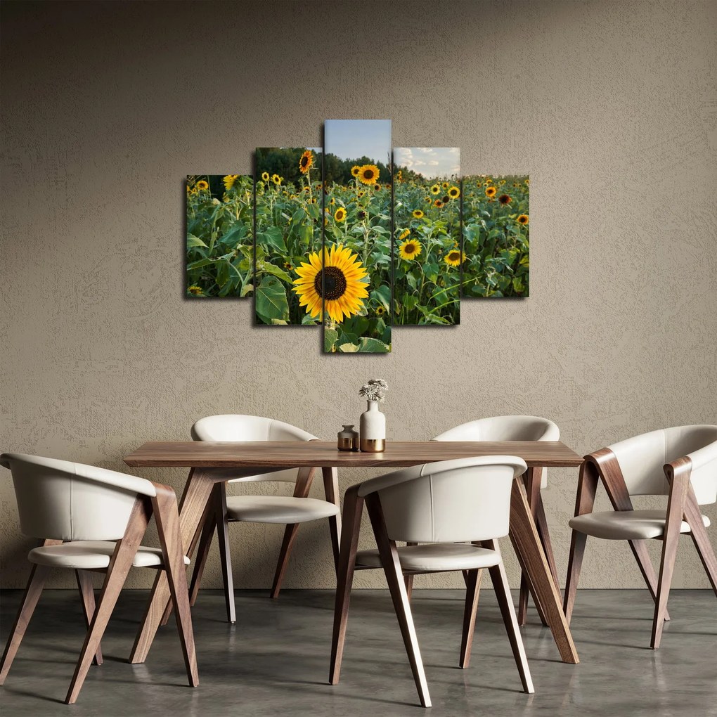 Obraz - Slnečnicové pole II. (150x105 cm)