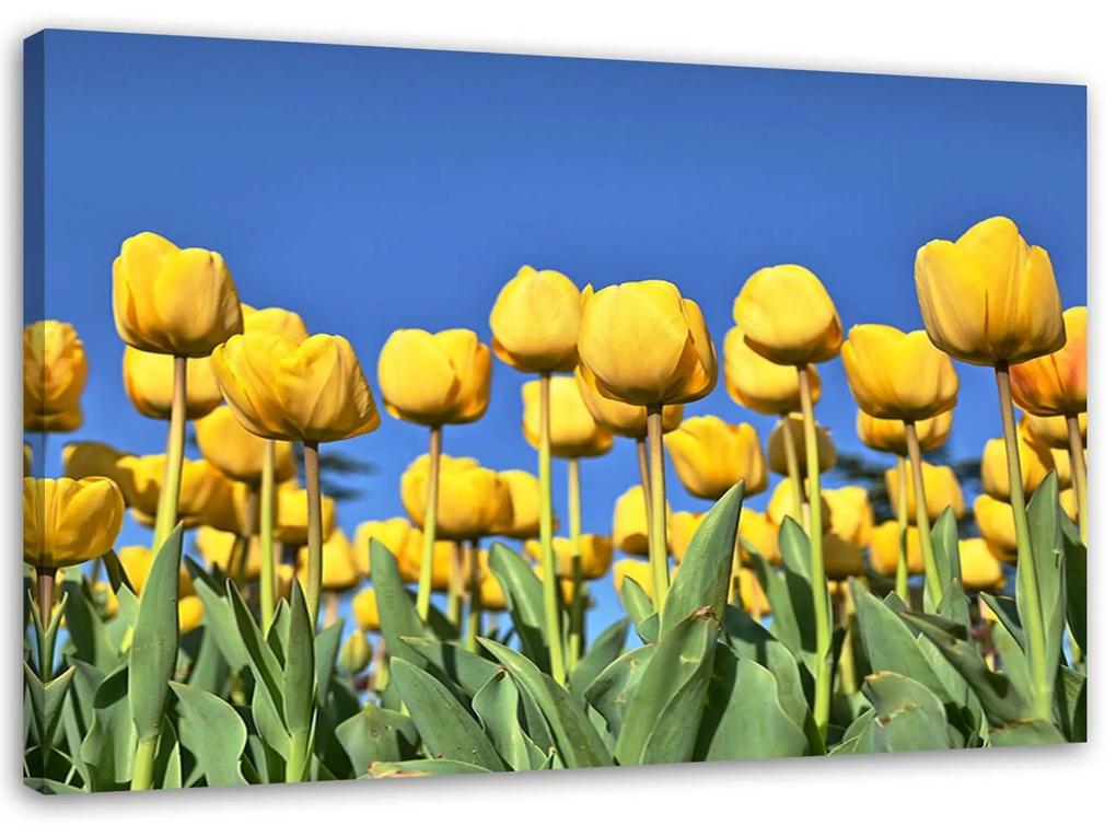 Gario Obraz na plátne Žlté tulipány na lúke Rozmery: 60 x 40 cm