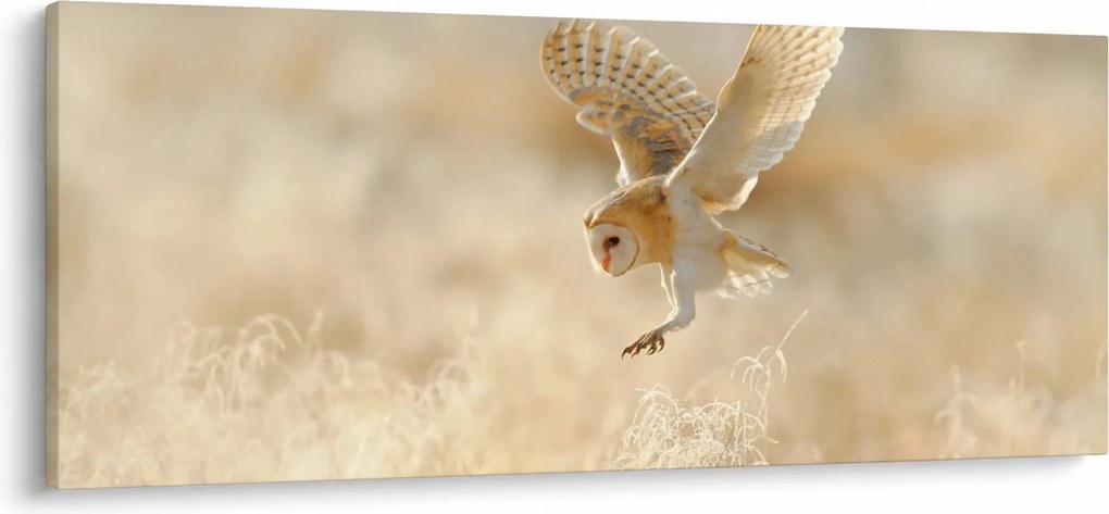 Obraz - Sova (120x50 cm)