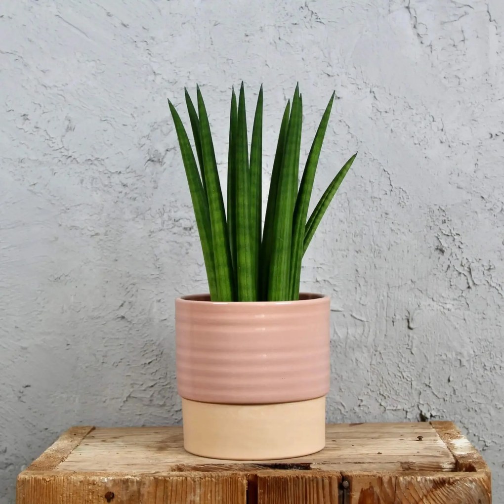 Sansevieria svokrine jazyky Cylindrica