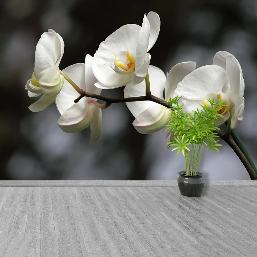 Fototapeta Vliesová Biela orchidea 152x104 cm