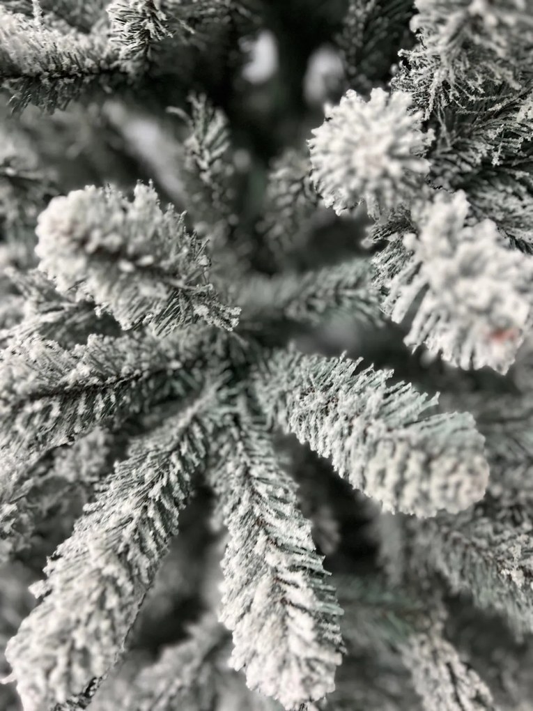 Limpol Jedľa Renata strieborná zasnežená Výška stromčeka: 240 cm