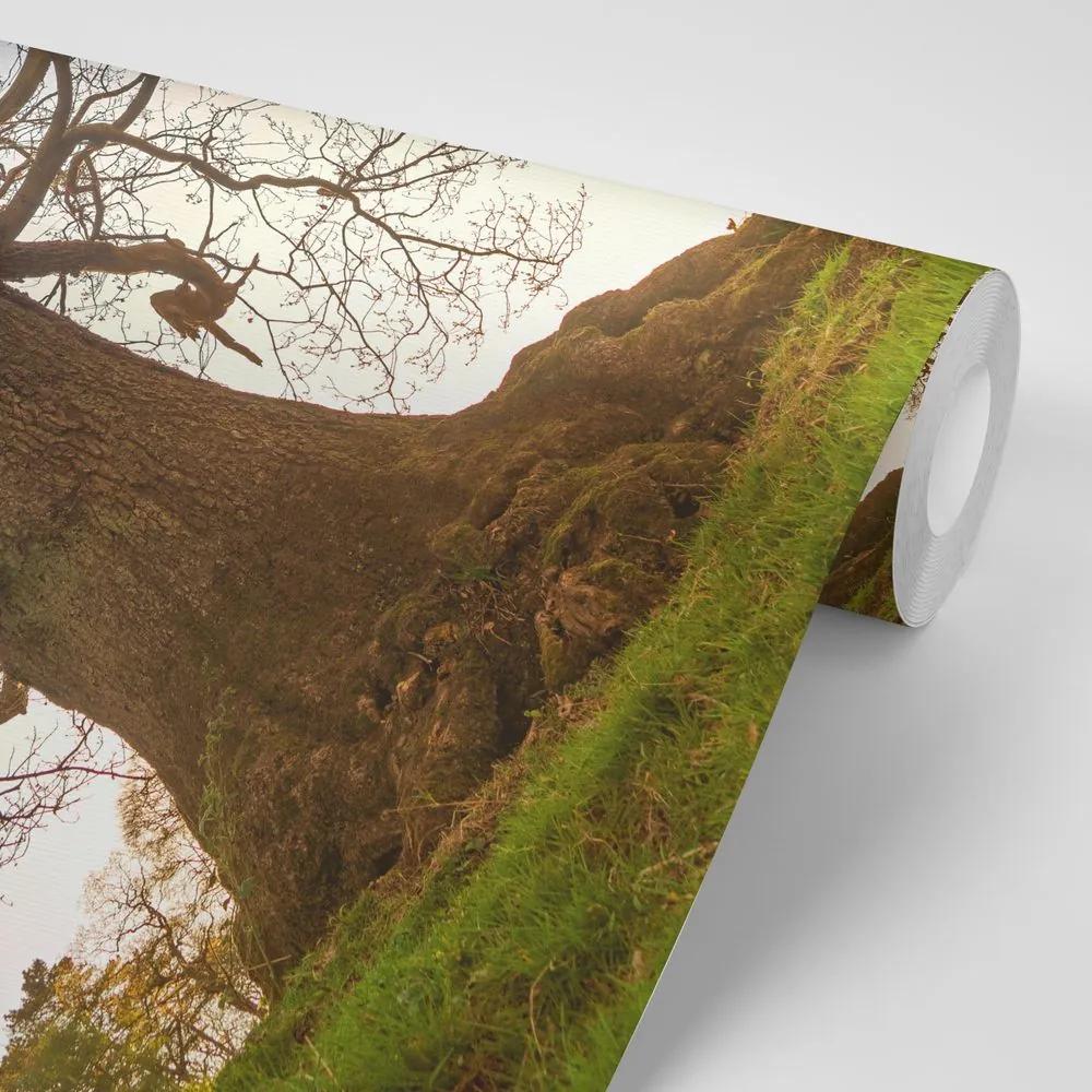 Samolepiaca fototapeta mohutné stromy v parku
